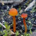 Hygrocybe calciphila bi5155