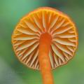 Hygrocybe calciphila bi5159