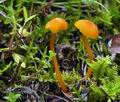 Hygrocybe calciphila bv1958