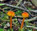 Hygrocybe_cantharellus_bk6006