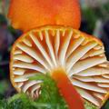 Hygrocybe_cantharellus_bk6011