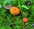 Hygrocybe_cantharellus_bk7642