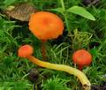 Hygrocybe_cantharellus_bk7645