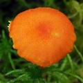 Hygrocybe_cantharellus_bk7648