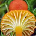 Hygrocybe_cantharellus_bk7655