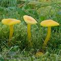 Hygrocybe_ceracea_ac8492