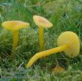 Hygrocybe_ceracea_ac8493