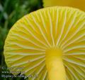 Hygrocybe_ceracea_ac8498