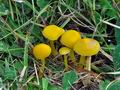 Hygrocybe_ceracea_jd4683