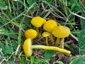 Hygrocybe_ceracea_jd4685