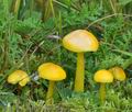 Hygrocybe chlorophana bi4716