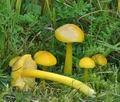 Hygrocybe chlorophana bi4719