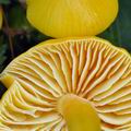 Hygrocybe chlorophana bi4729