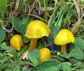 Hygrocybe_chlorophana_bm5818