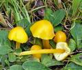 Hygrocybe_chlorophana_bm5824