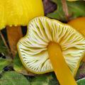 Hygrocybe_chlorophana_bm5830