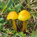 Hygrocybe_chlorophana_bm5839