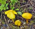 Hygrocybe_chlorophana_br8603