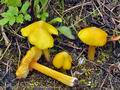 Hygrocybe_chlorophana_br8611