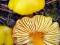 Hygrocybe_chlorophana_br8617