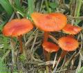 Hygrocybe_coccinea_ac7954