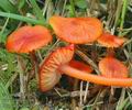 Hygrocybe_coccinea_ac7965