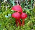 Hygrocybe coccinea bv6949