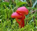 Hygrocybe coccinea bv6957