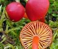 Hygrocybe coccinea bv6983