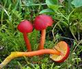 Hygrocybe coccinea bv6987