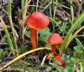 Hygrocybe coccinea bv8667