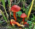 Hygrocybe coccinea bv8676