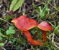 Hygrocybe coccinea bv8696