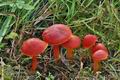 Hygrocybe_coccinea_cr6825