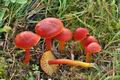 Hygrocybe_coccinea_cr6832