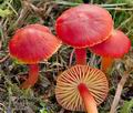 Hygrocybe_coccinea_cr6837s