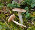 Hygrocybe colemanniana bv6905