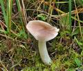 Hygrocybe colemanniana bv6910