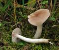 Hygrocybe colemanniana bv6916