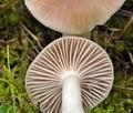 Hygrocybe colemanniana bv6925