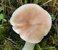 Hygrocybe colemanniana bv6930