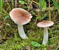 Hygrocybe colemanniana bv6935