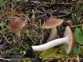 Hygrocybe colemanniana bv8648