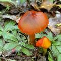 Hygrocybe_conica_aj2891