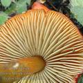 Hygrocybe_conica_aj2899