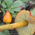 Hygrocybe_conica_aj2901