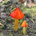 Hygrocybe_conica_aj2998