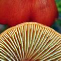 Hygrocybe conica bi5111