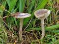 Hygrocybe_flavipes_cr5299