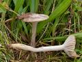 Hygrocybe_flavipes_cr5306s